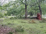 Storm damage fallen trees